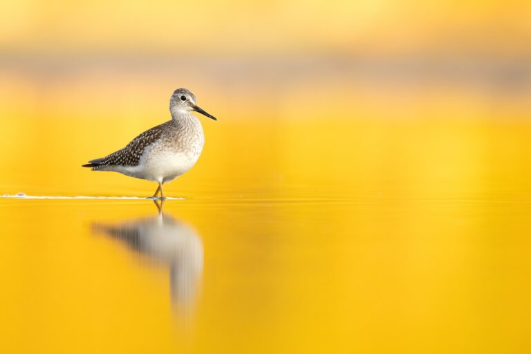Lesser Yellowlegs