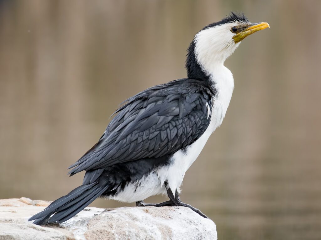 Little Pied Cormorant
