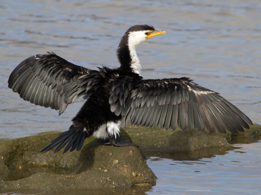 Little Pied Cormorant