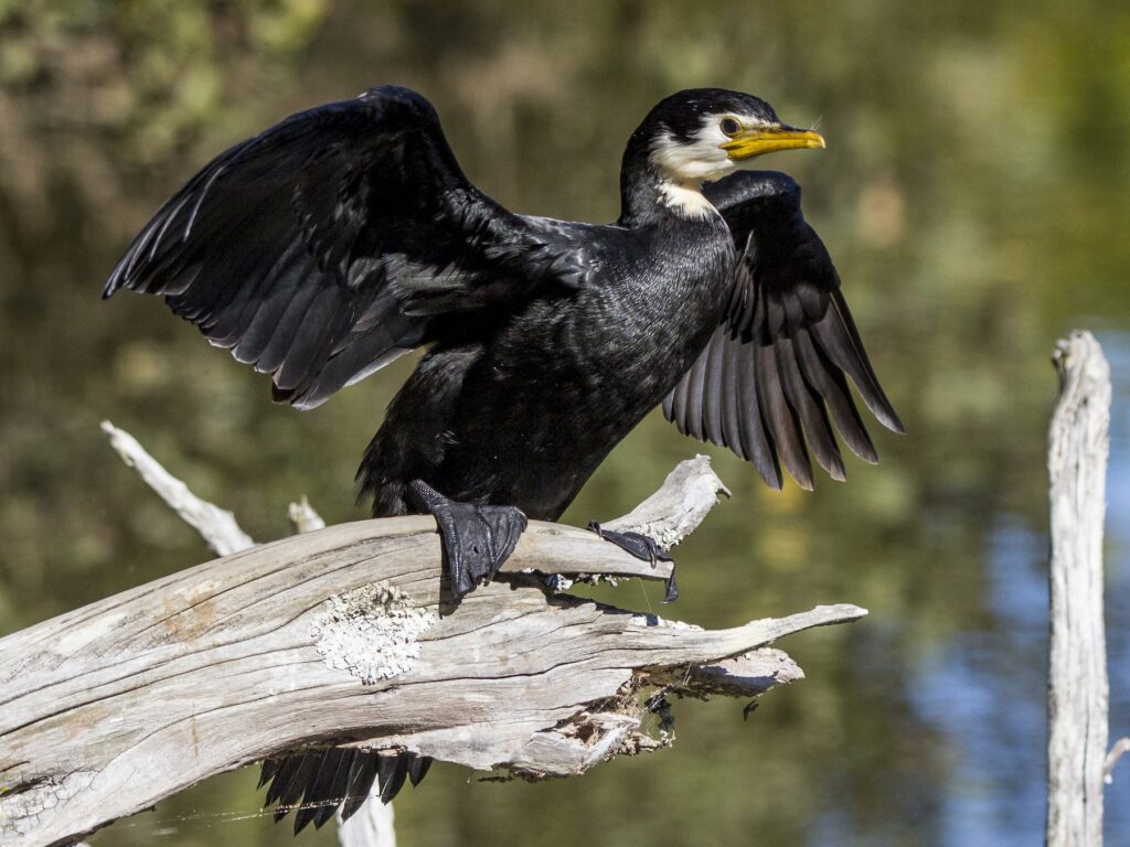 Little Pied Cormorant