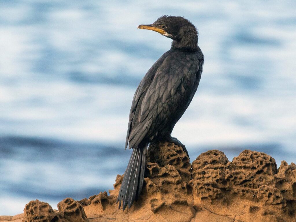 Little Pied Cormorant