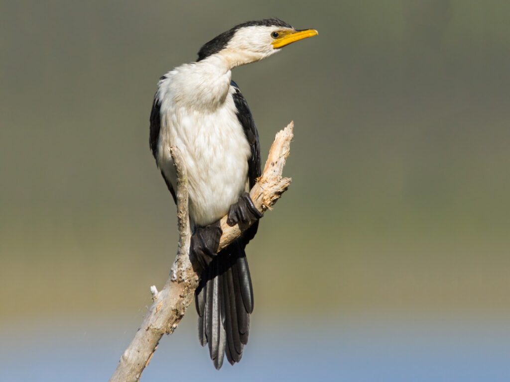 Little Pied Cormorant