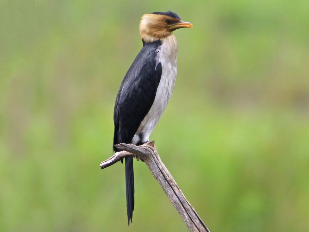 Little Pied Cormorant