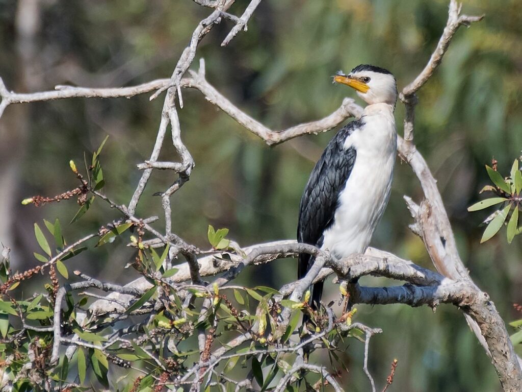 Little Pied Cormorant