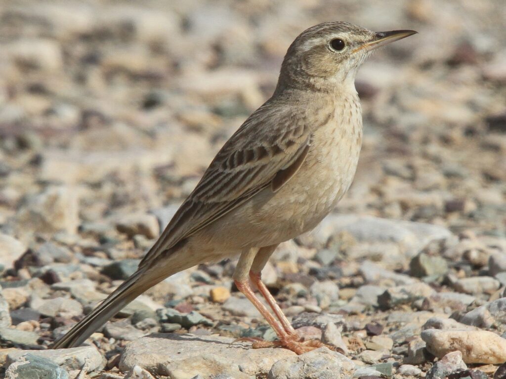 Long-billed Pipit