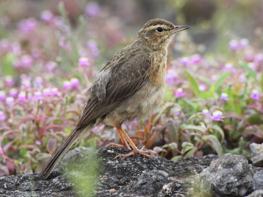 Long-billed Pipit