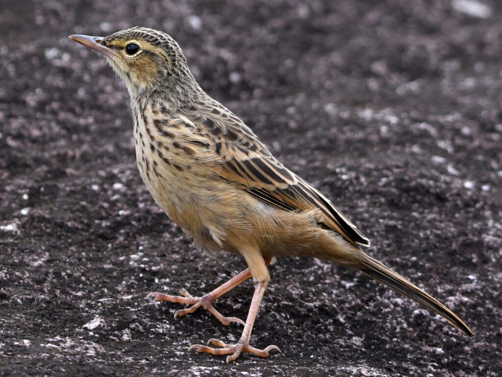 Long-billed Pipit