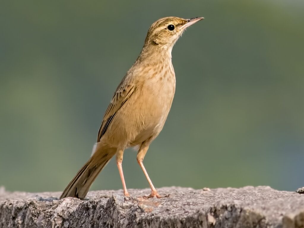 Long-billed Pipit