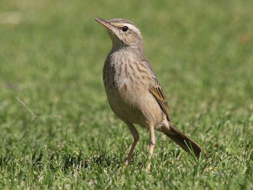Long-billed Pipit
