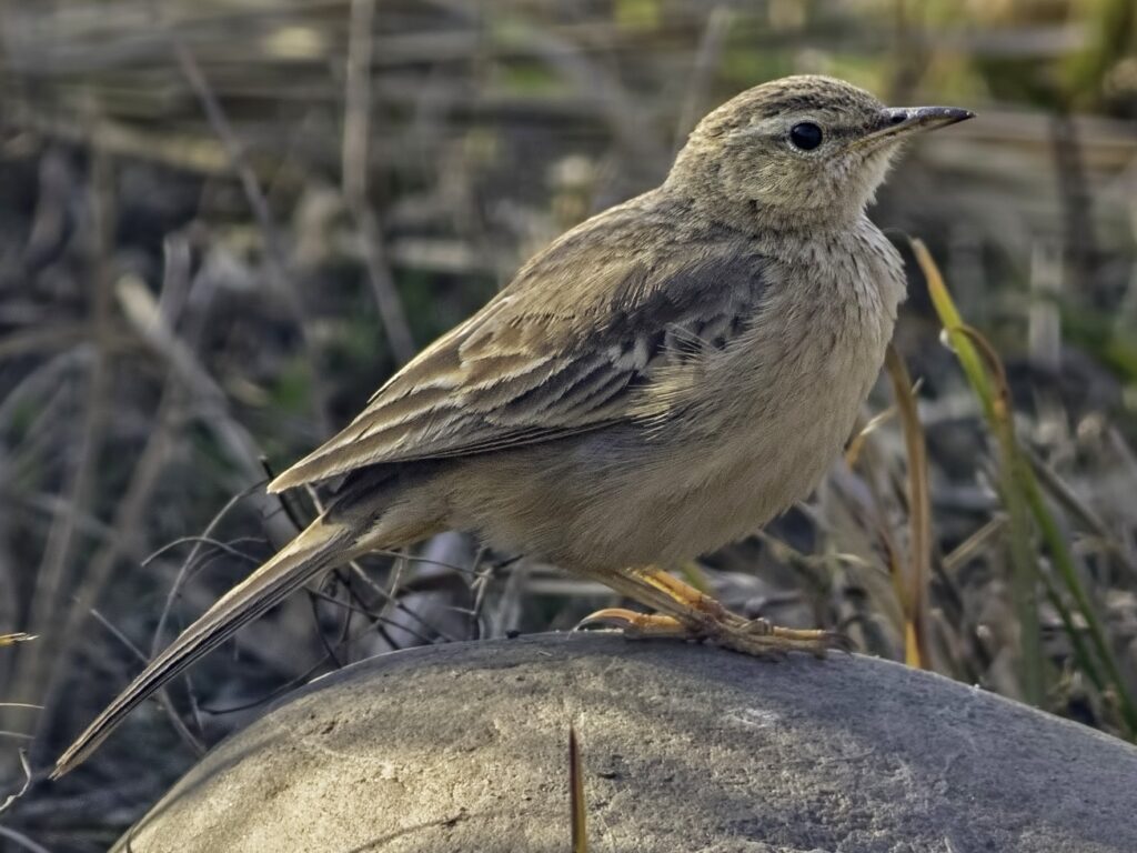 Long-billed Pipit