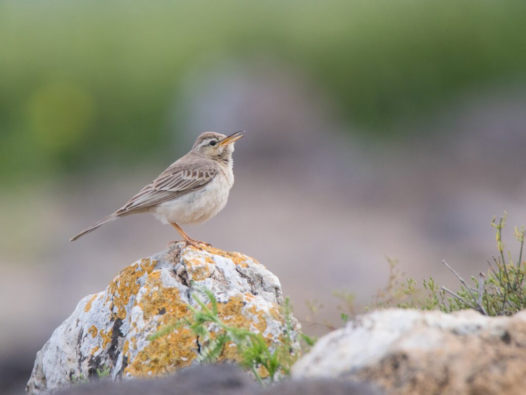 Long-billed Pipit