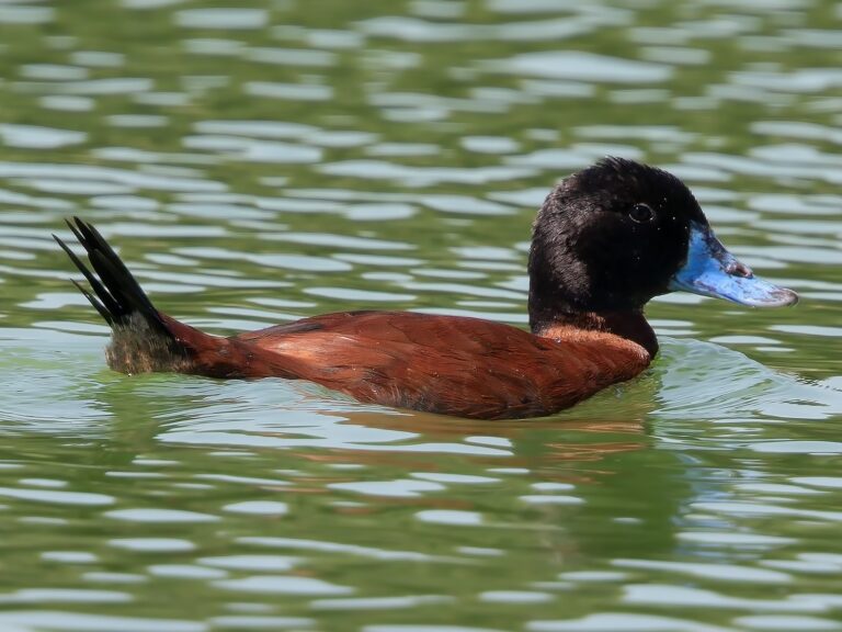 Maccoa Duck