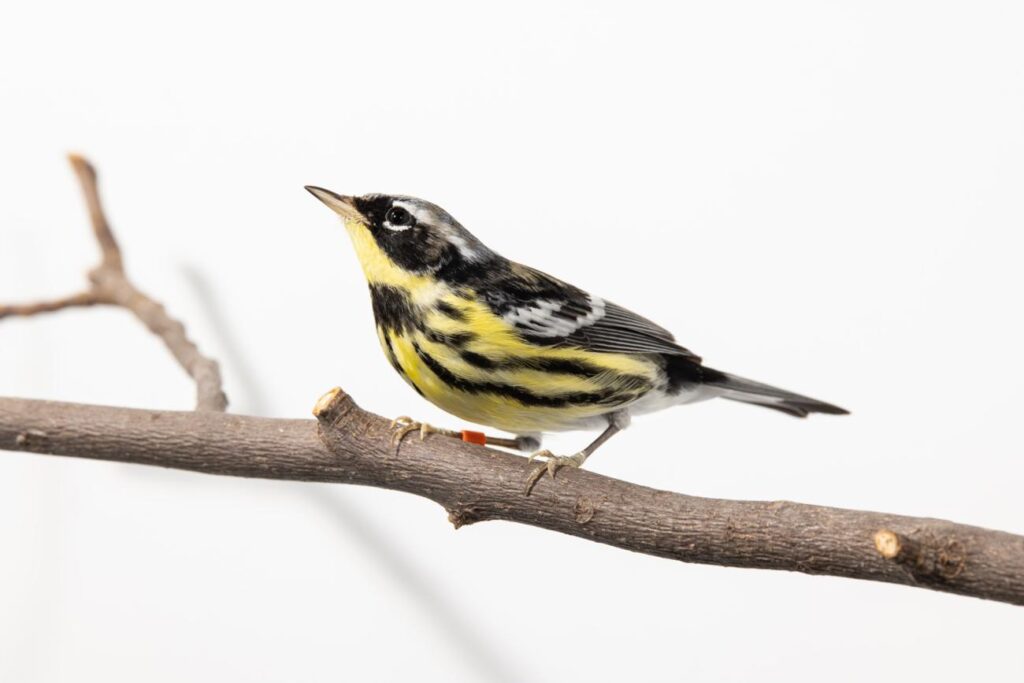 Magnolia Warbler