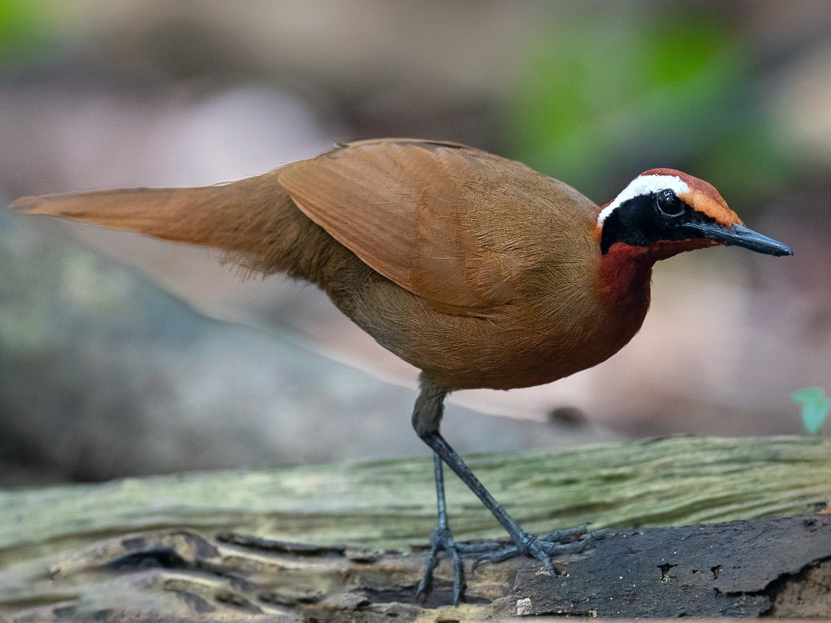 Malaysian Rail-Babbler