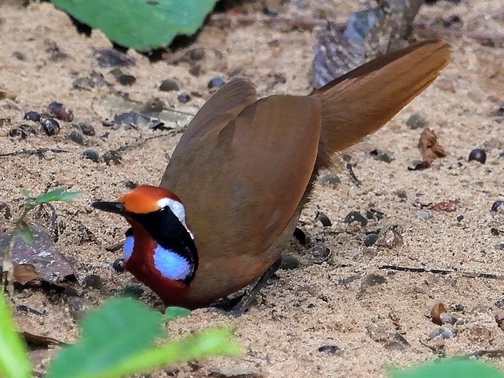 Malaysian Rail-Babbler