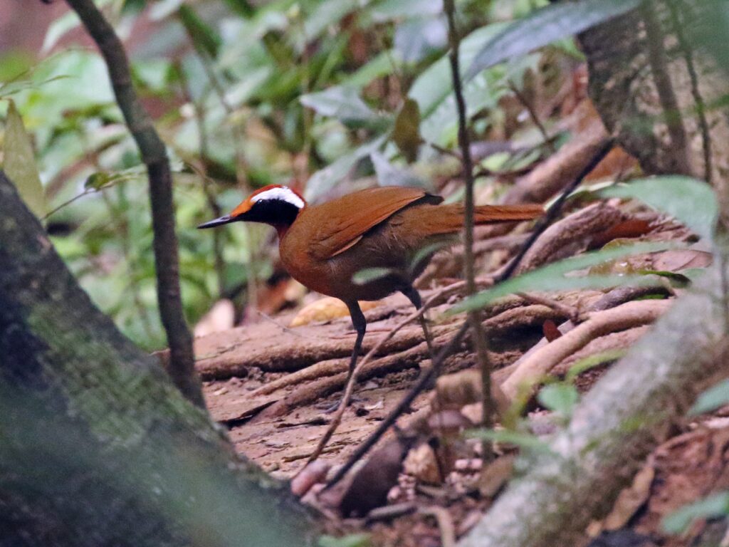 Malaysian Rail-Babbler