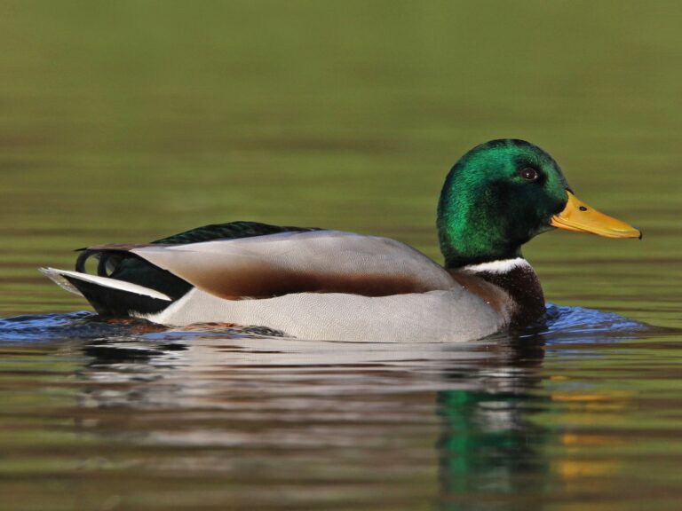 Mallard