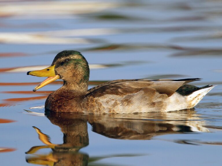 Mallard