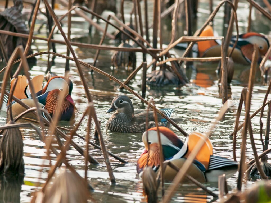 Mandarin Duck