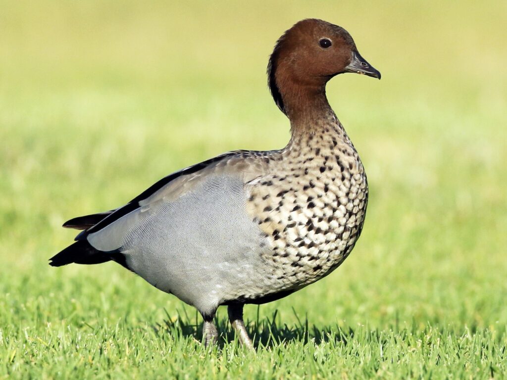 Maned Duck