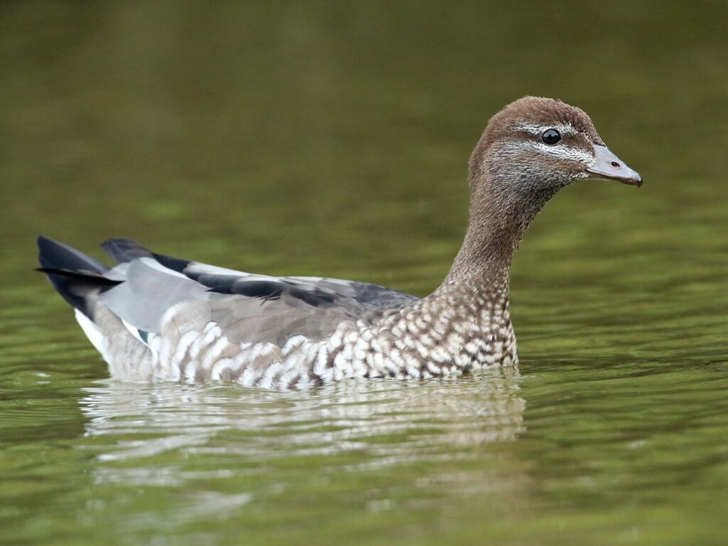 Maned Duck