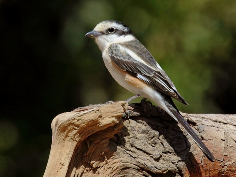 Masked Shrike