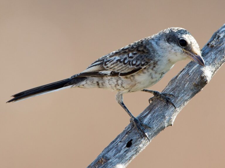 Masked Shrike