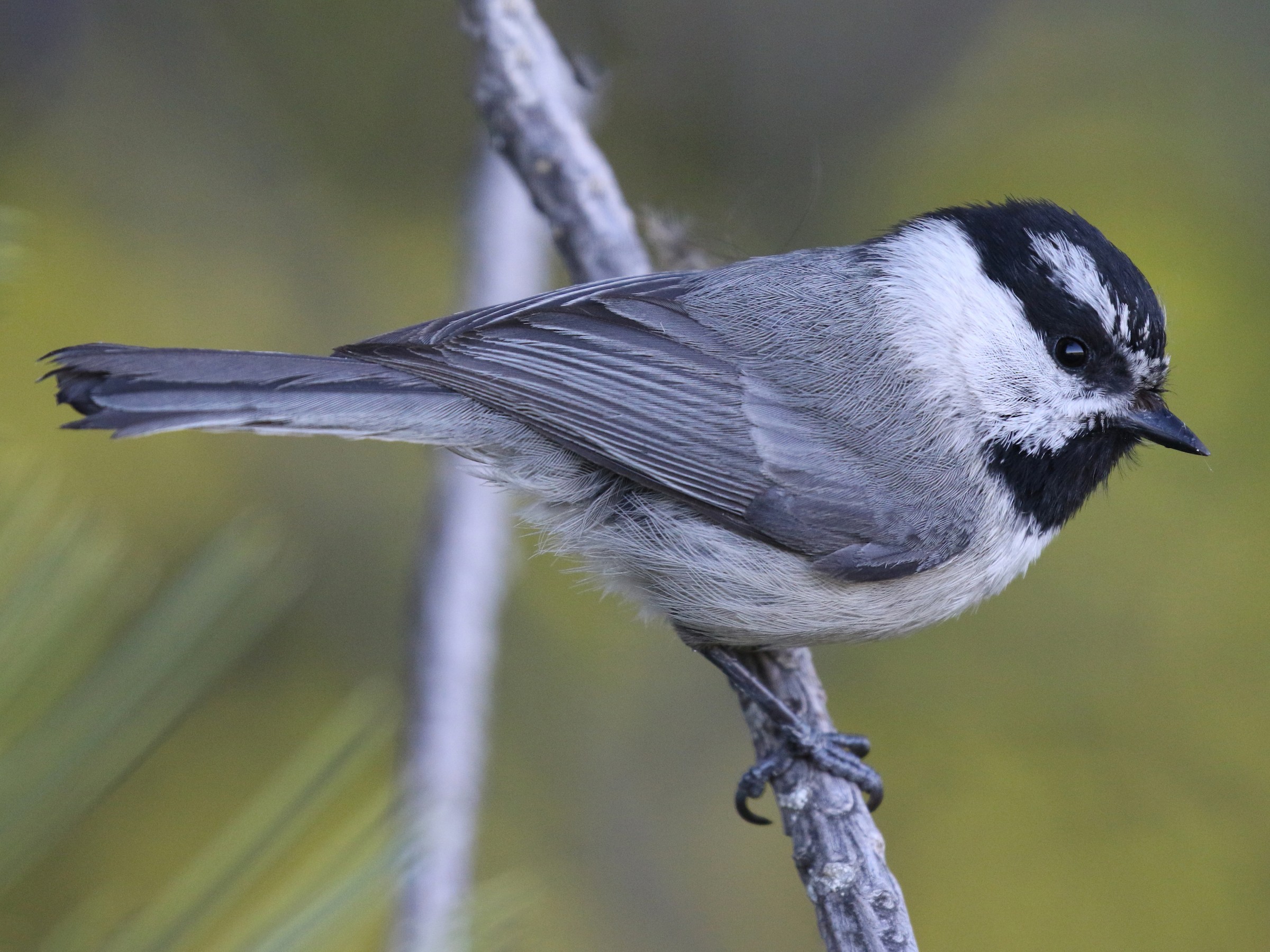 Mountain Chickadee