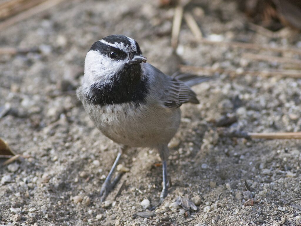 Mountain Chickadee