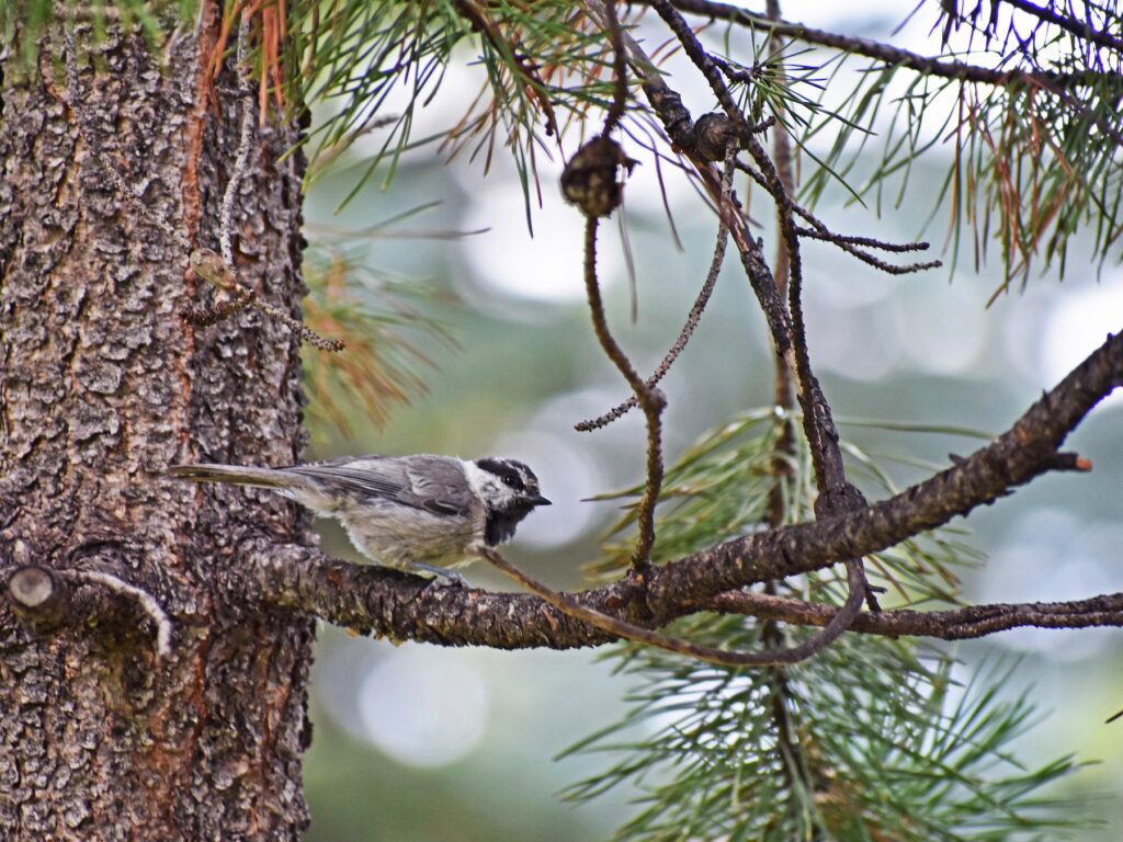 Mountain Chickadee