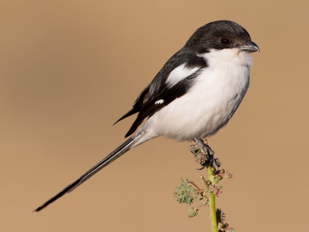 Northern Fiscal
