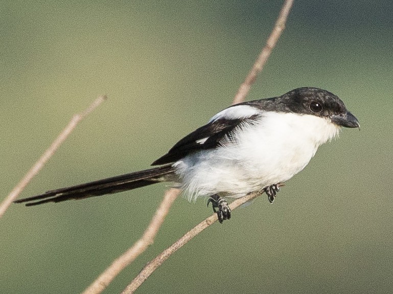 Northern Fiscal