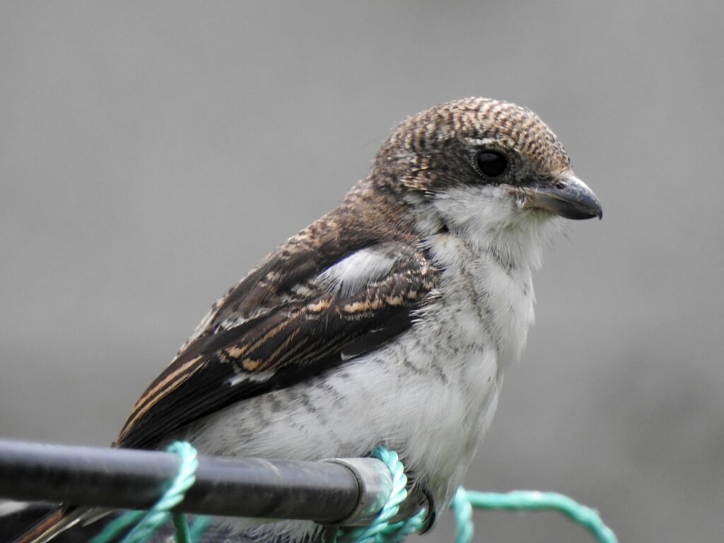 Northern Fiscal