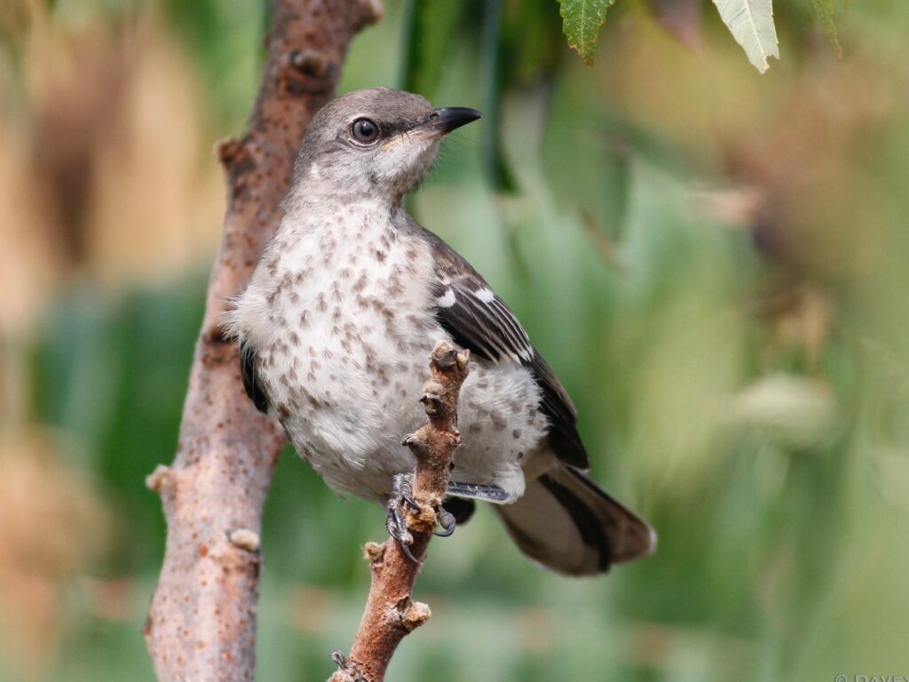 Northern Mockingbird
