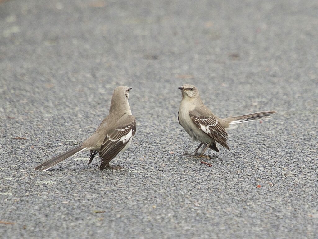 Northern Mockingbird