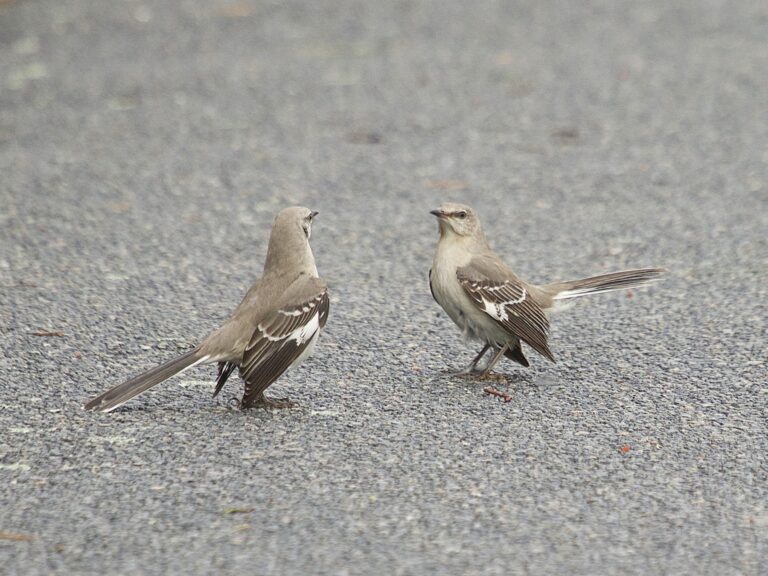 Northern Mockingbird