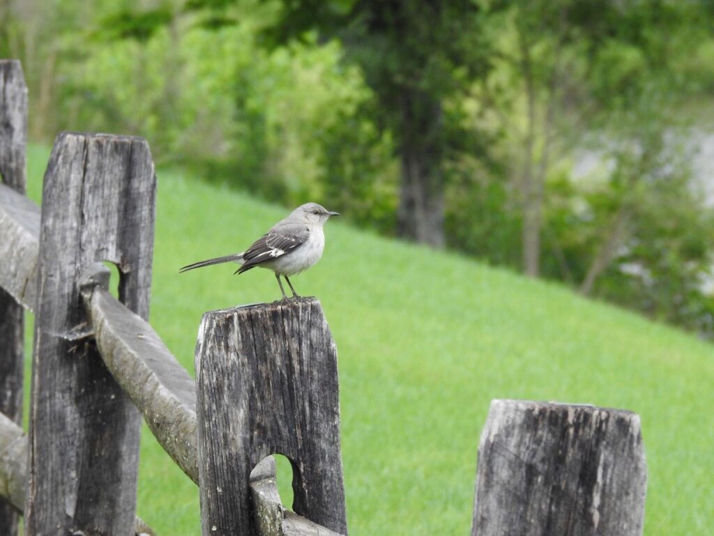 Northern Mockingbird