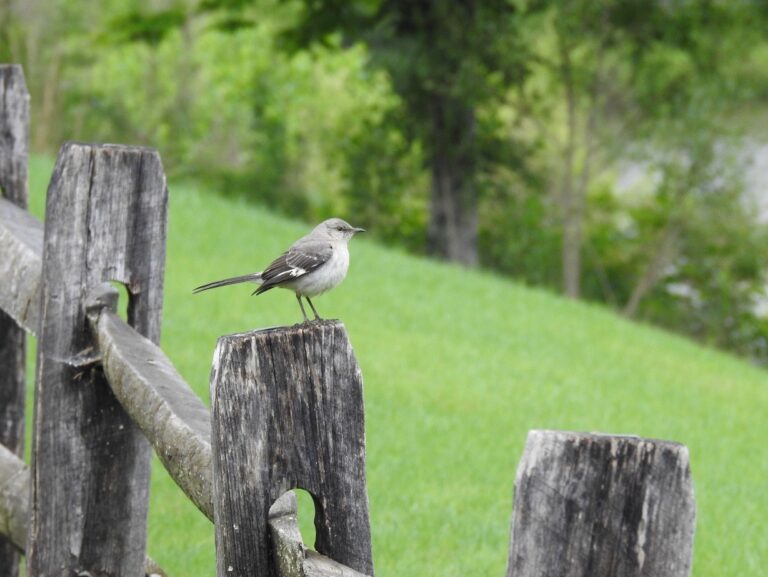 Northern Mockingbird