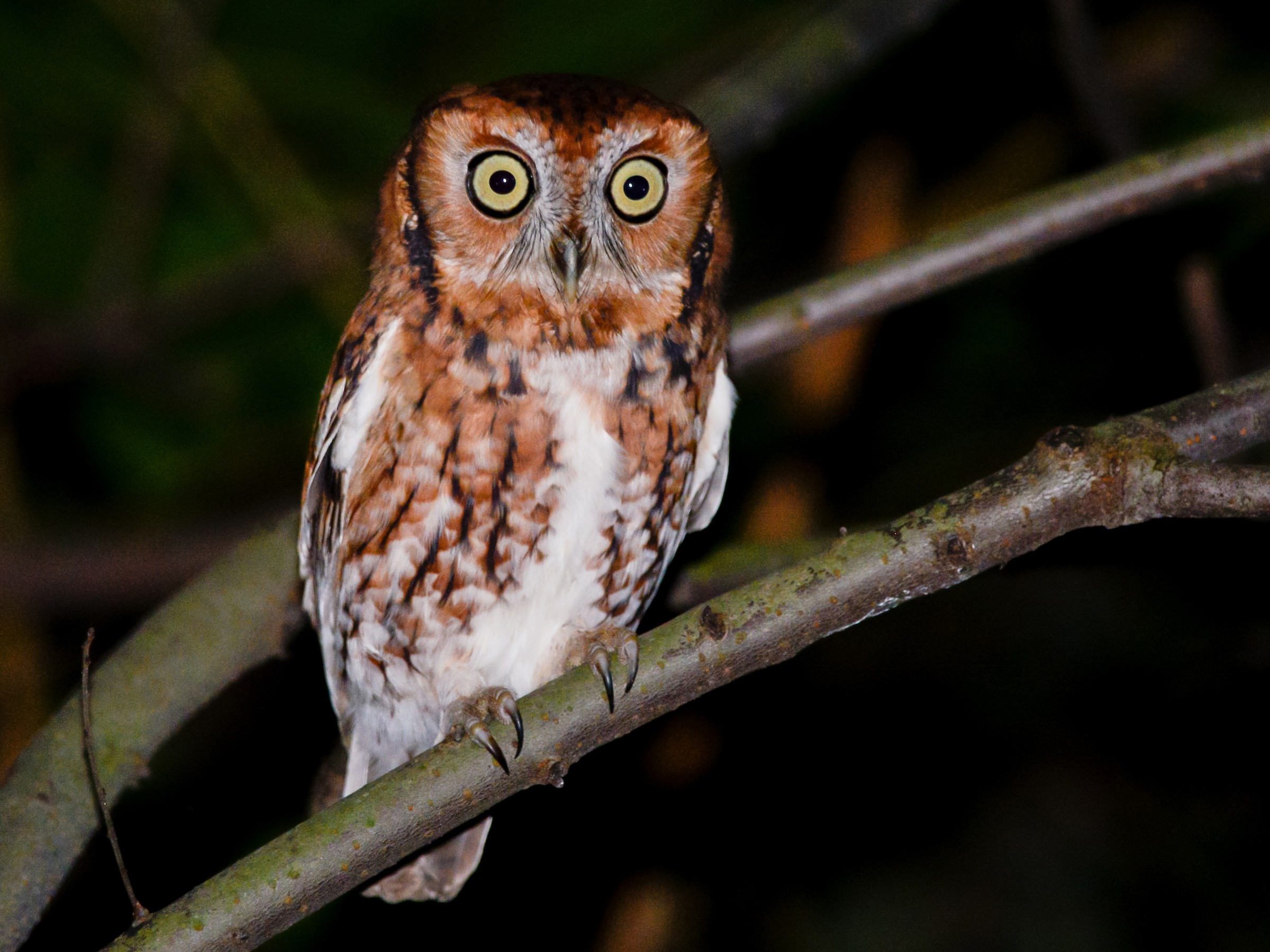 Northern Red Morph Screech Owl
