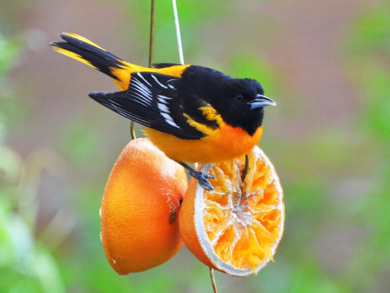 Oriole