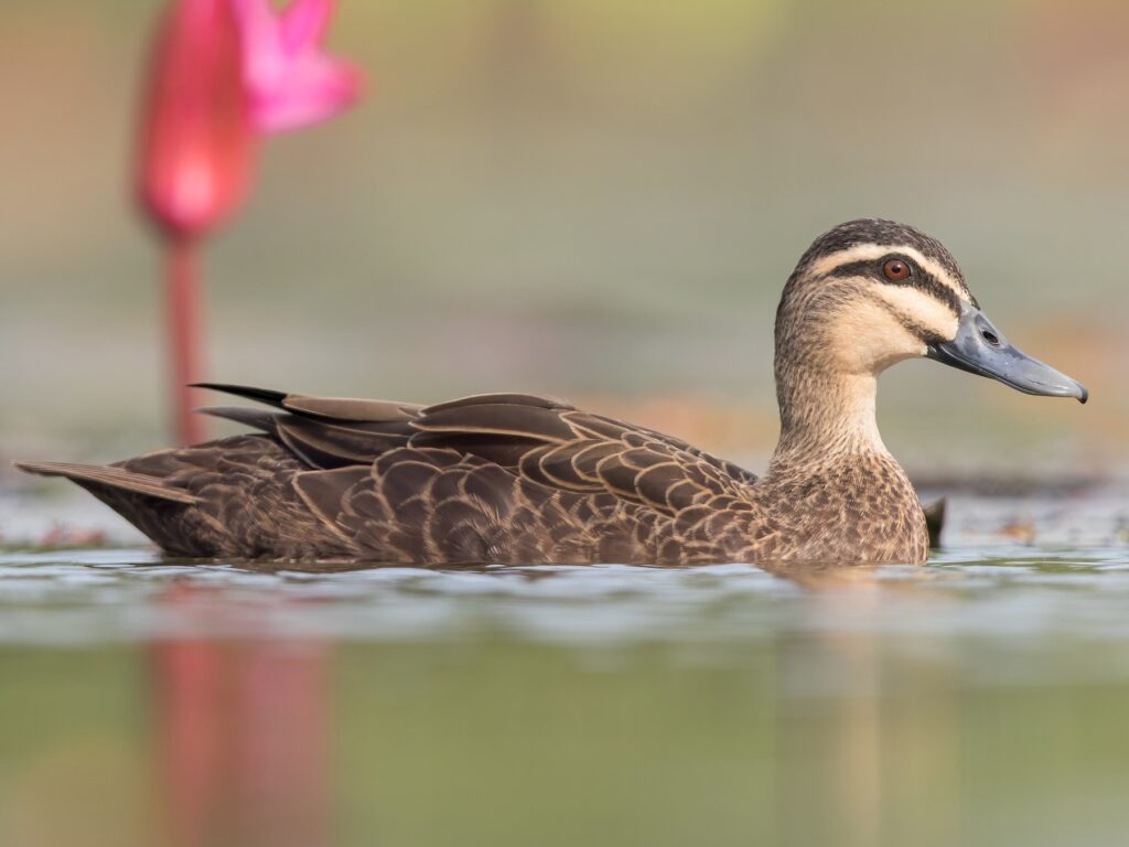 Pacific Black Duck