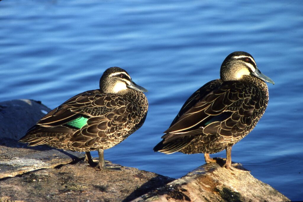 Pacific Black Duck