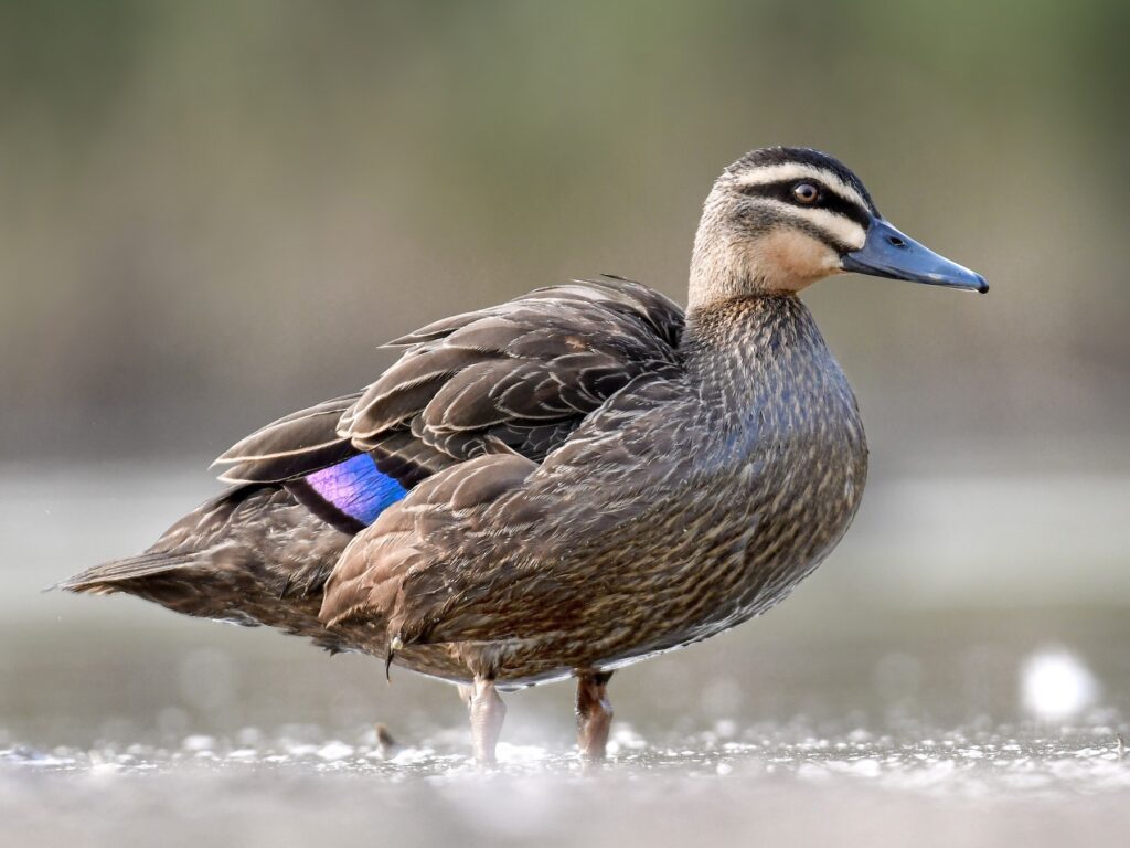 Pacific Black Duck