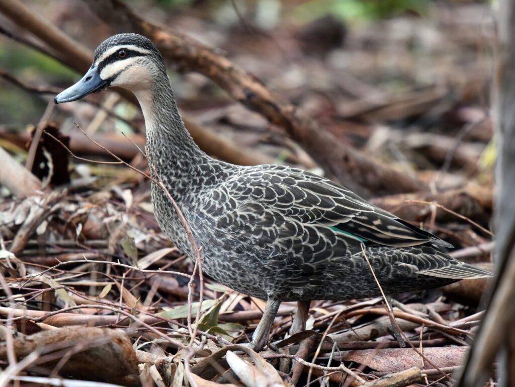 Pacific Black Duck
