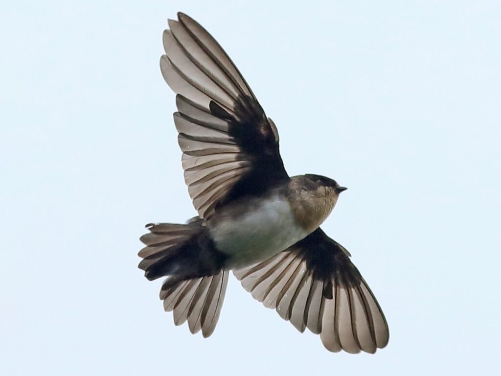 Pale-Footed Swallow