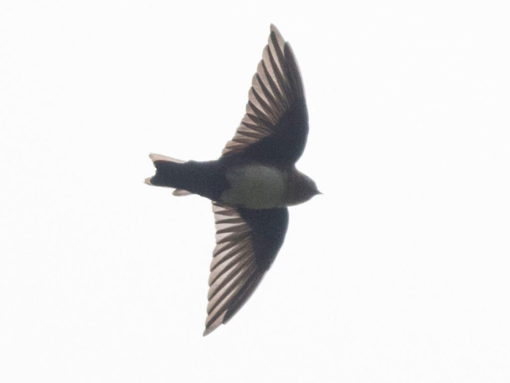 Pale-Footed Swallow