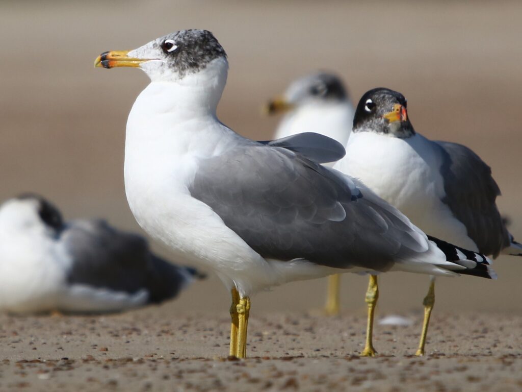 Pallas's Gull