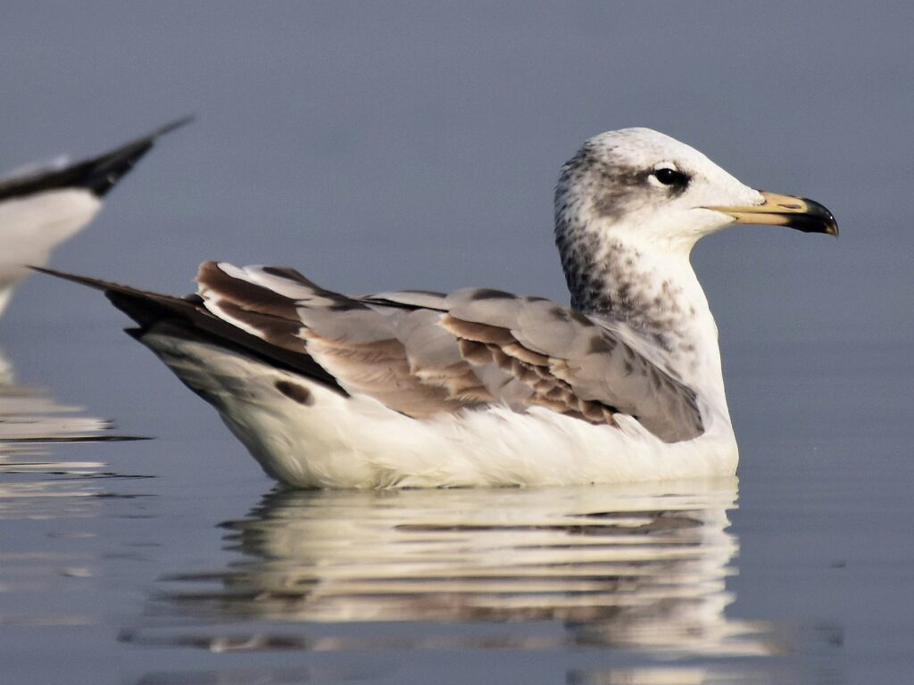 Pallas's Gull