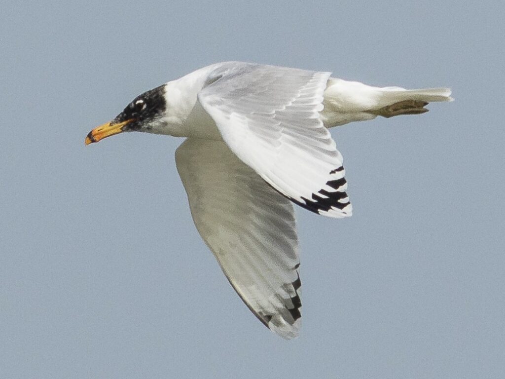 Pallas's Gull