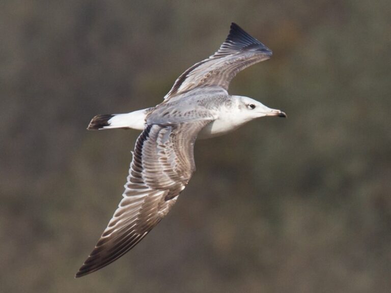 Pallas's Gull
